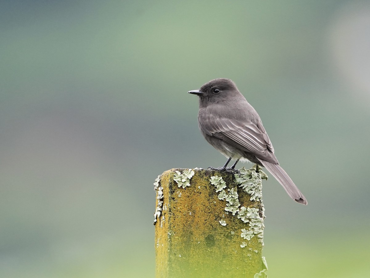 svartfibi - ML644675148