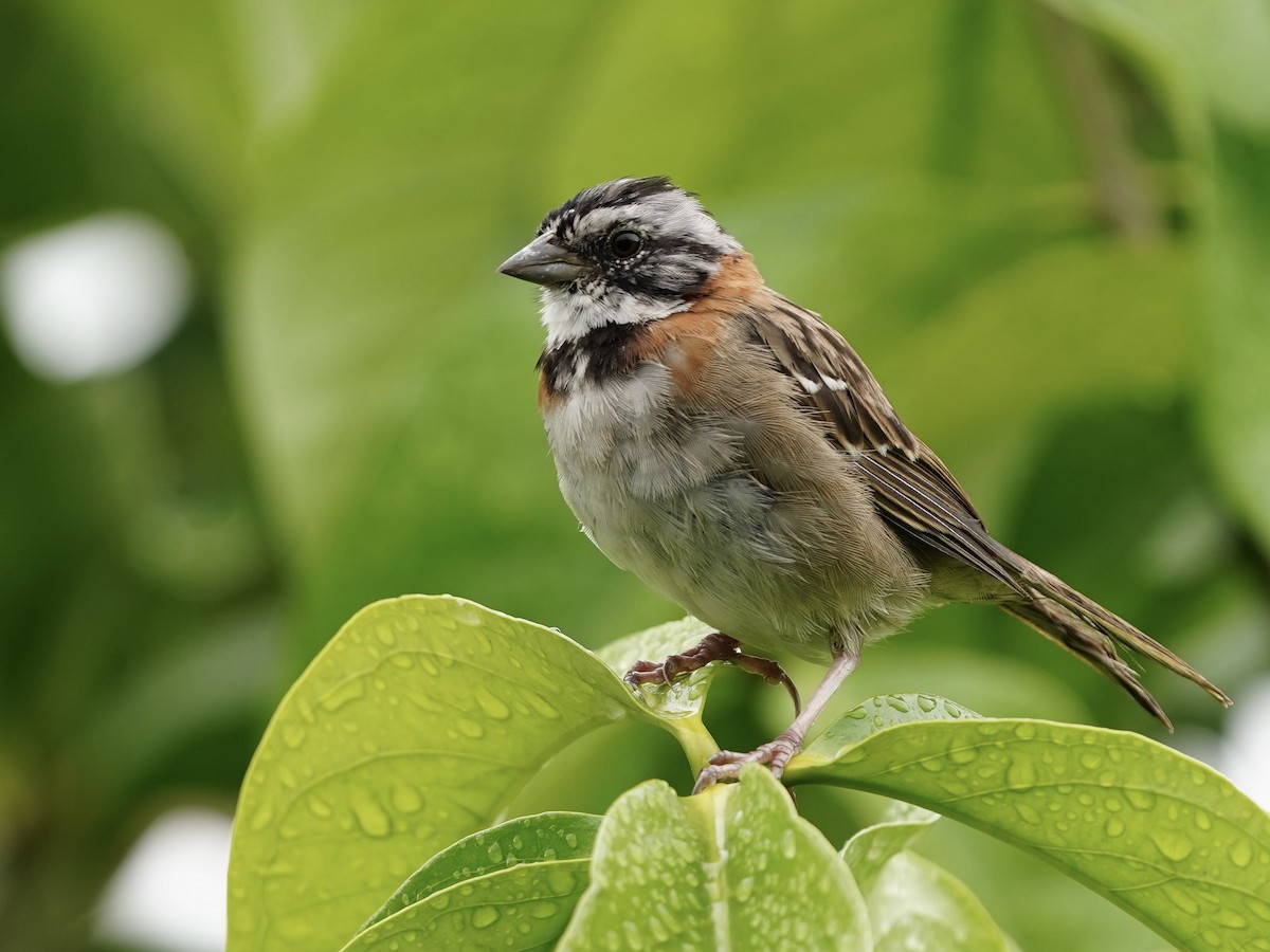 Rufous-collared Sparrow - ML644675158