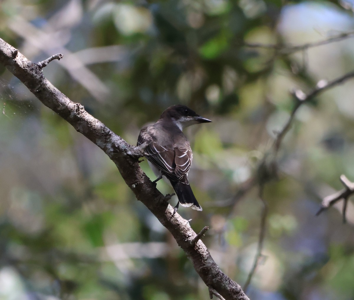 Eastern Kingbird - ML644675161