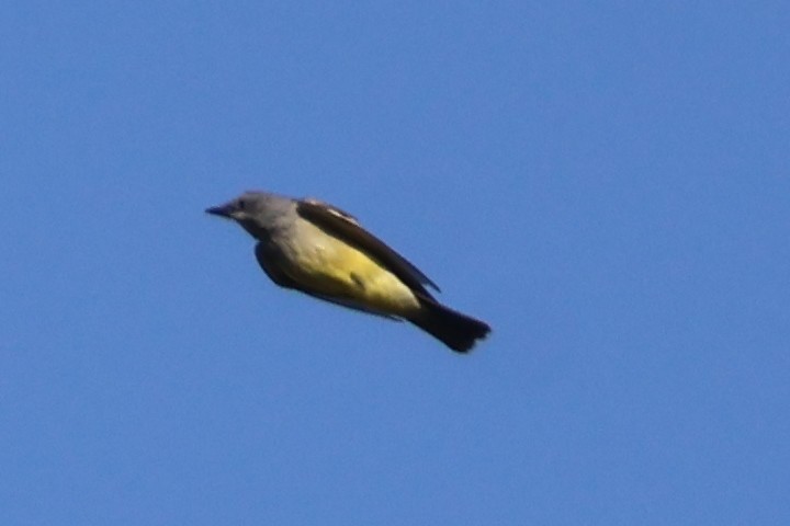 Cassin's Kingbird - ML644675162