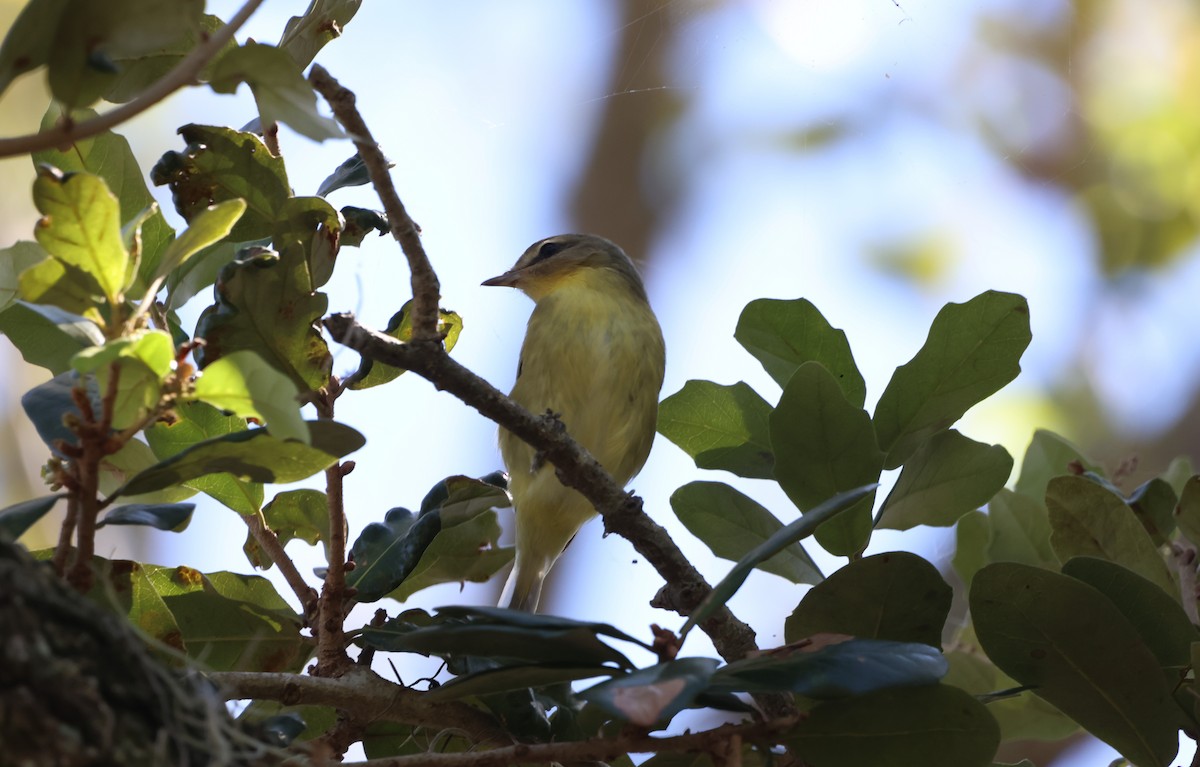 Bireo filadelfiarra - ML644675166