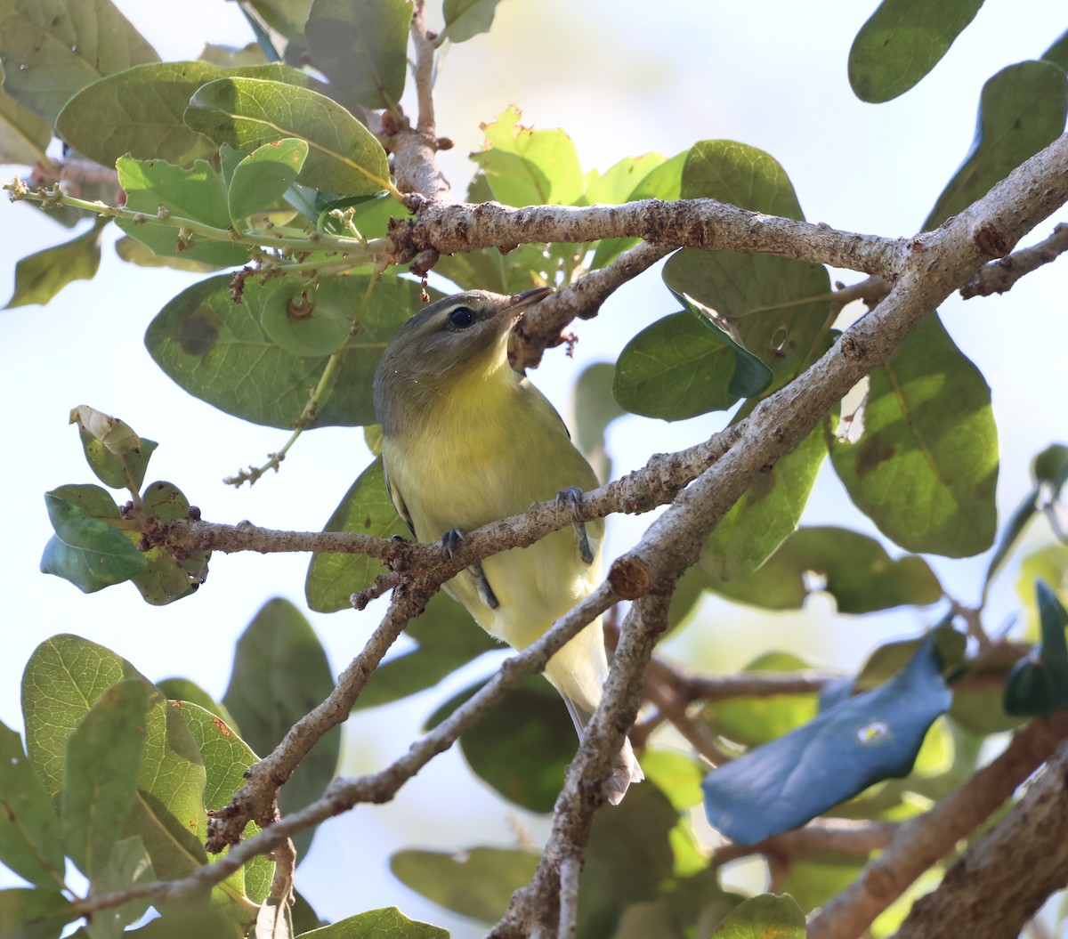 Bireo filadelfiarra - ML644675167
