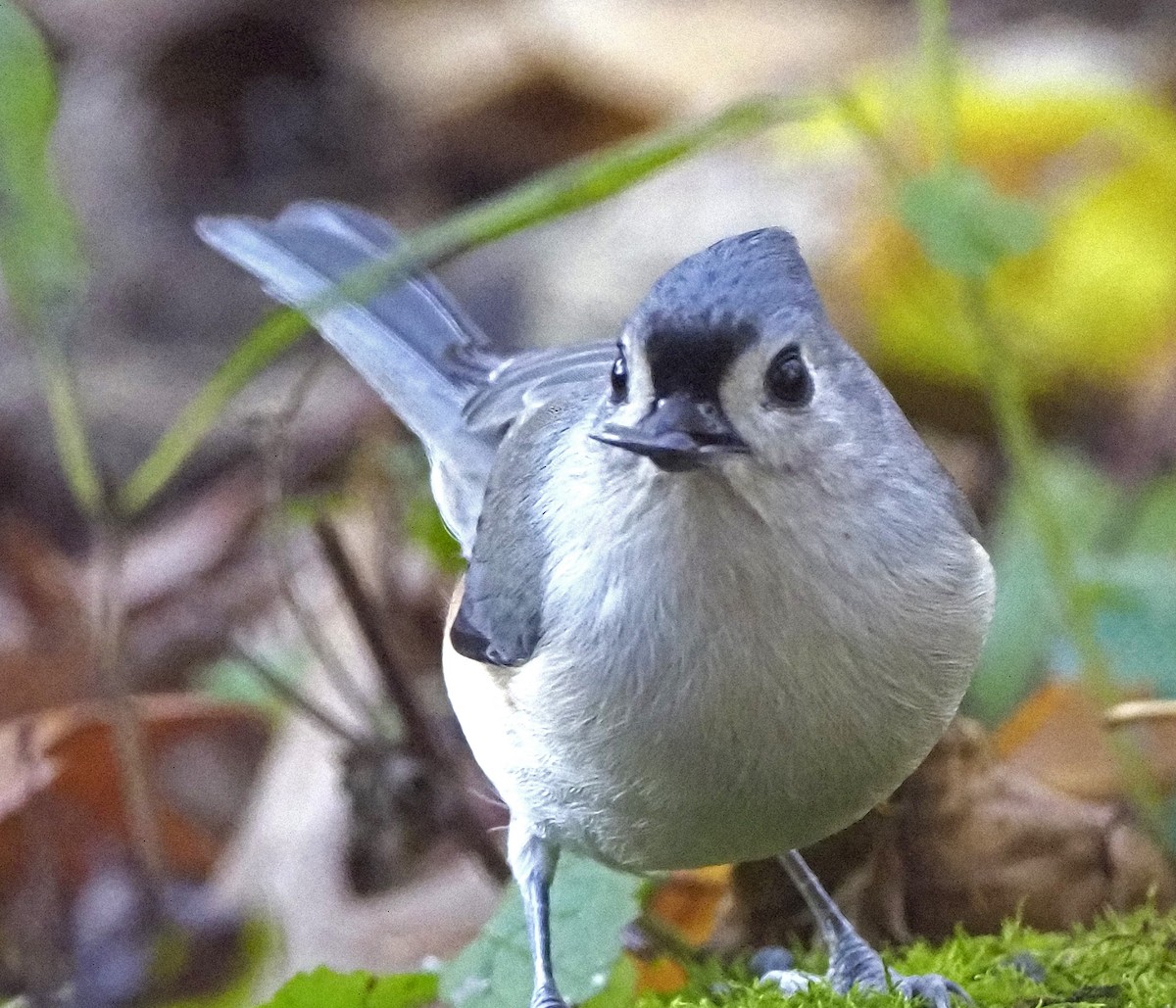 gråduskmeis - ML644675170