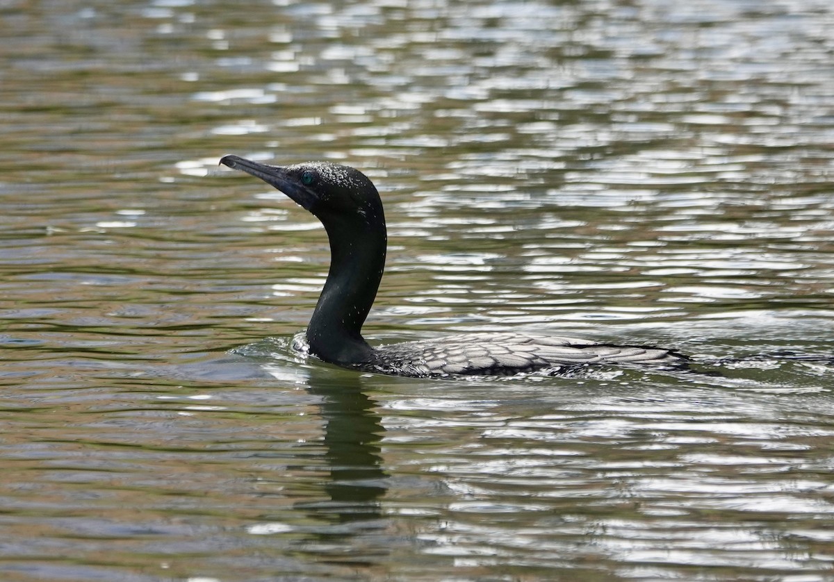 Little Black Cormorant - ML644675171
