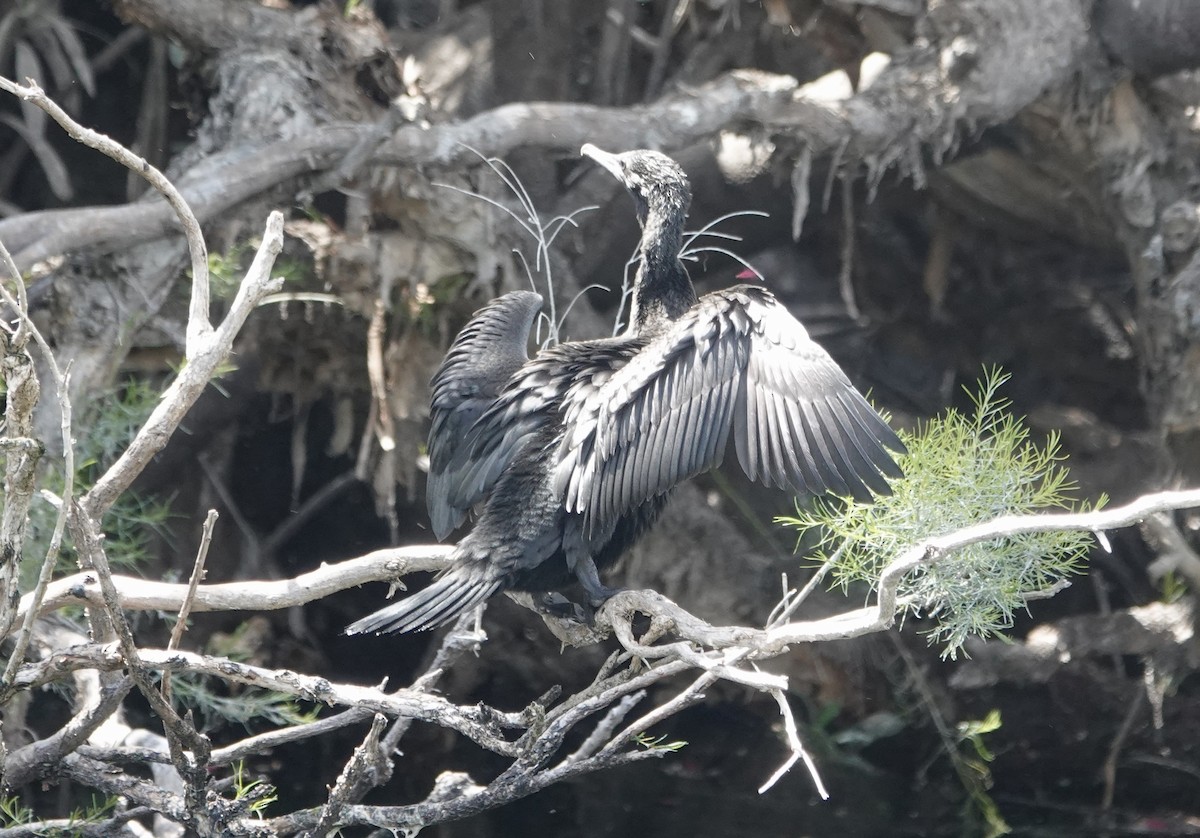 Little Black Cormorant - ML644675172