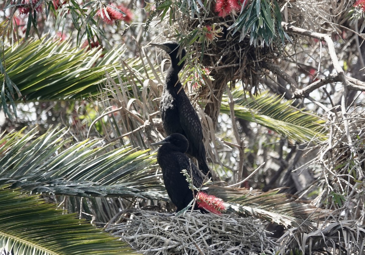 Little Black Cormorant - ML644675174
