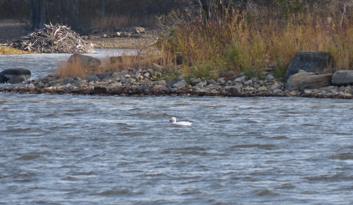 husa sněžní - ML644675177