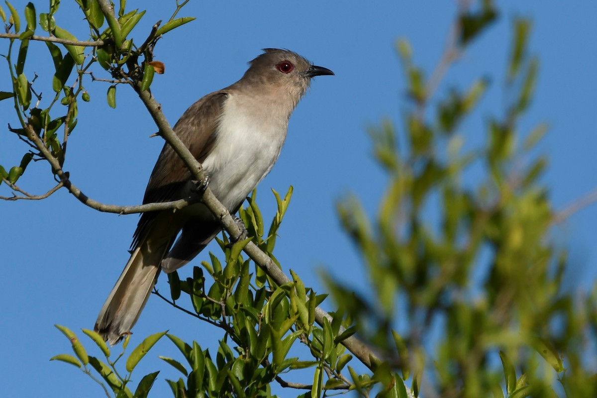 Ash-colored Cuckoo - ML644675178