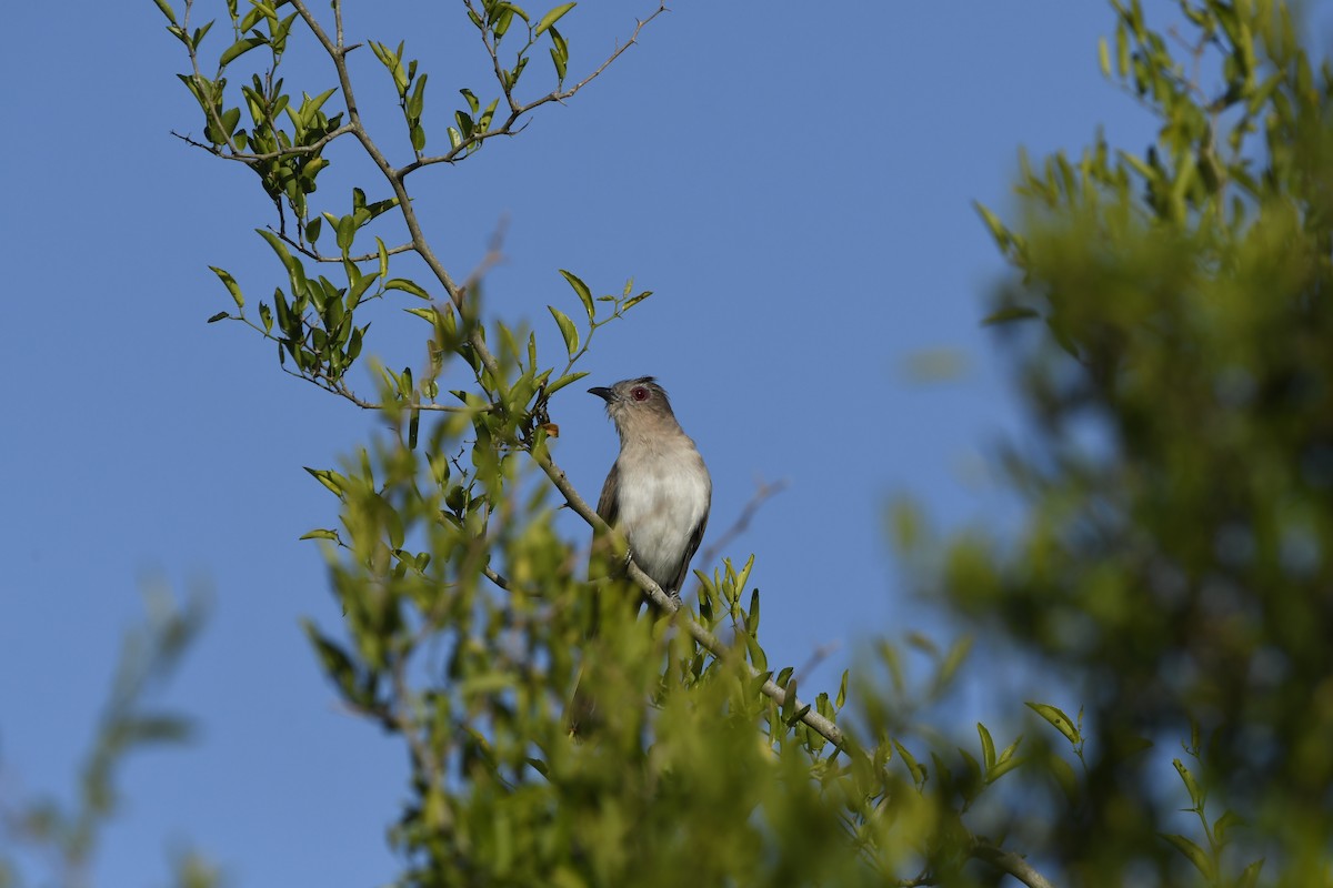 Ash-colored Cuckoo - ML644675180