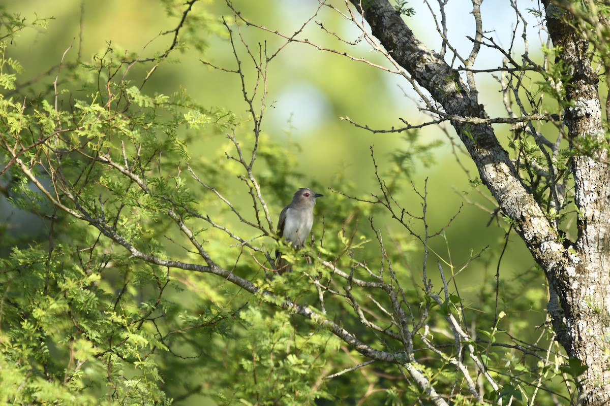 Ash-colored Cuckoo - ML644675181