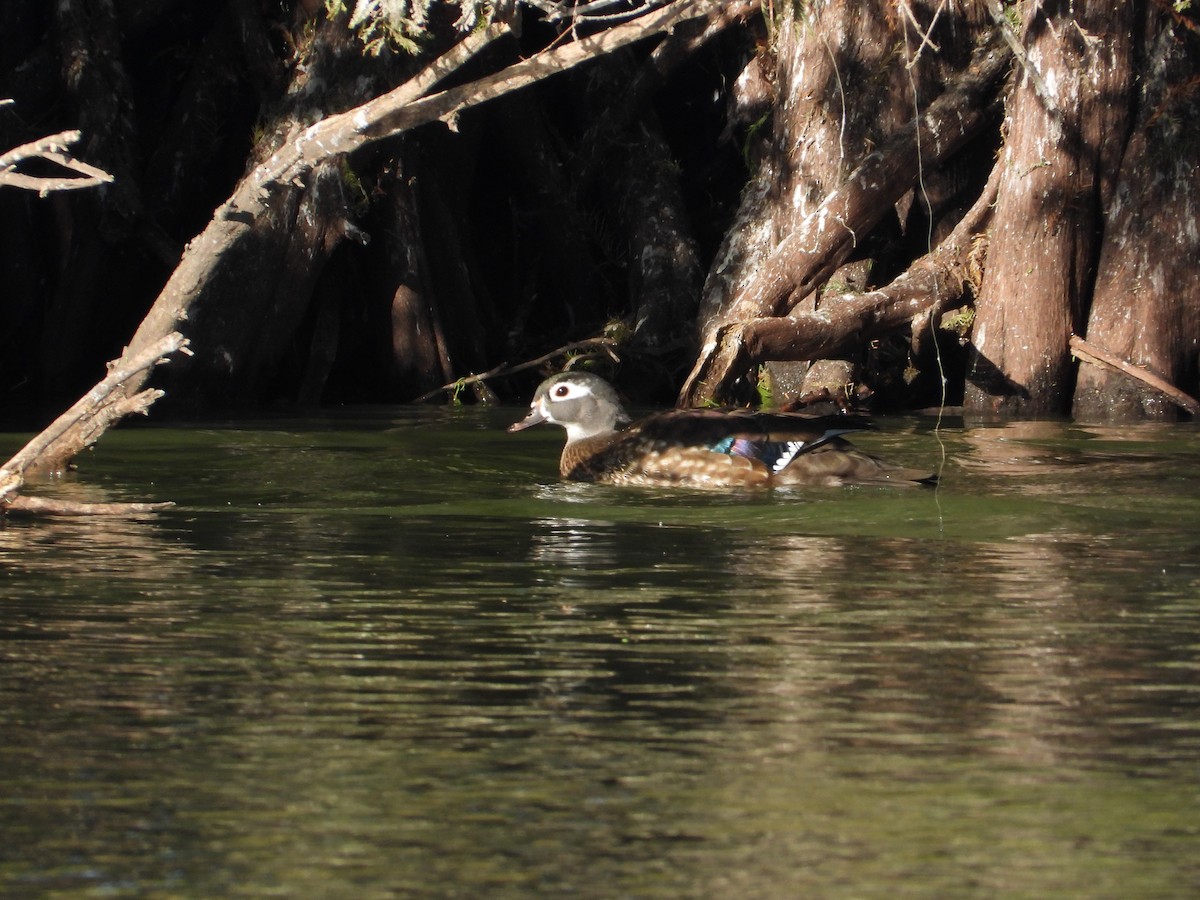 Wood Duck - ML644675186