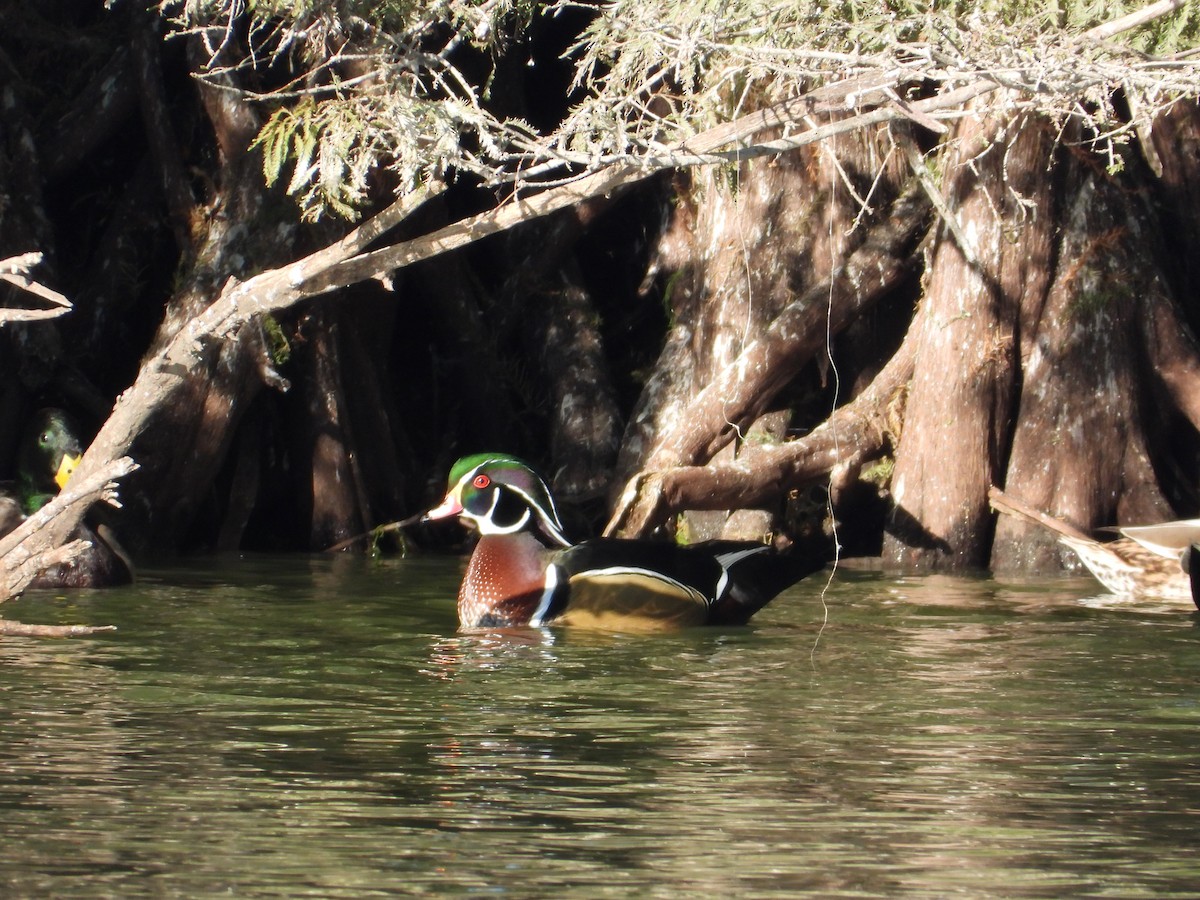 Wood Duck - ML644675187