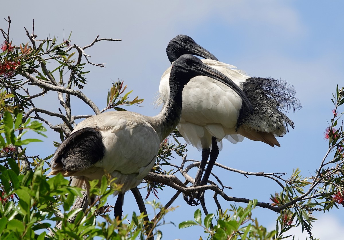 Australian Ibis - ML644675188
