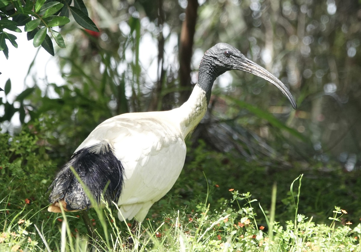 Australian Ibis - ML644675189
