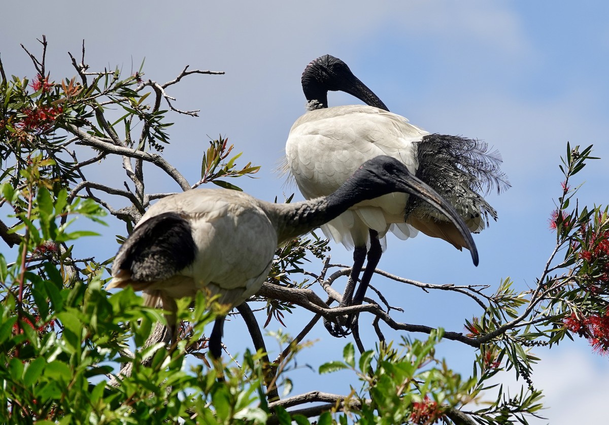Australian Ibis - ML644675190