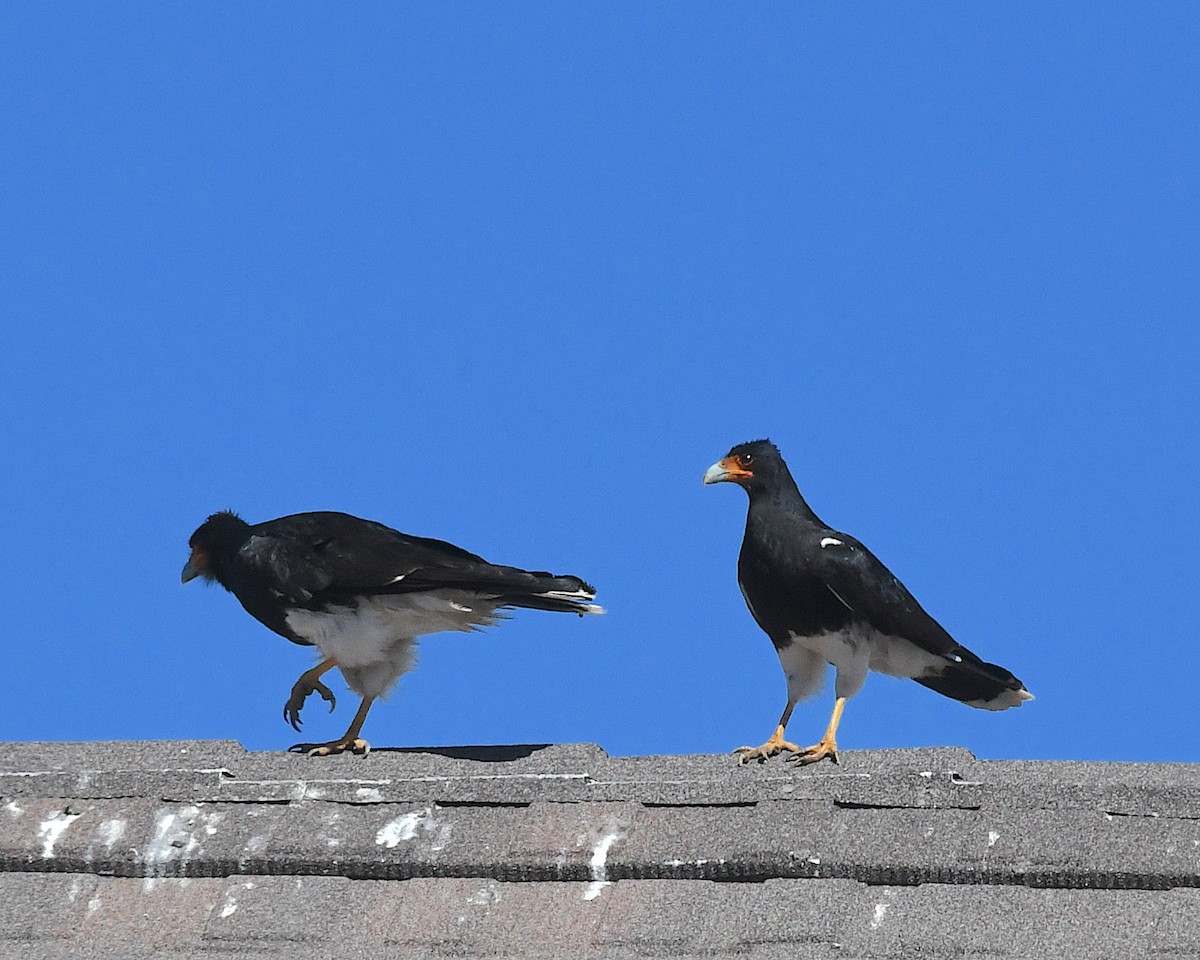 Mountain Caracara - ML644675199