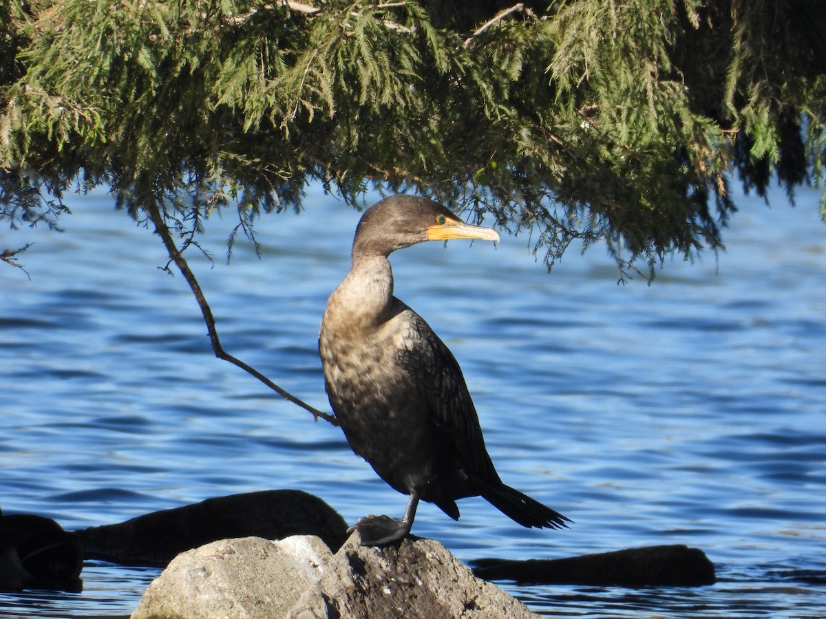 Double-crested Cormorant - ML644675210