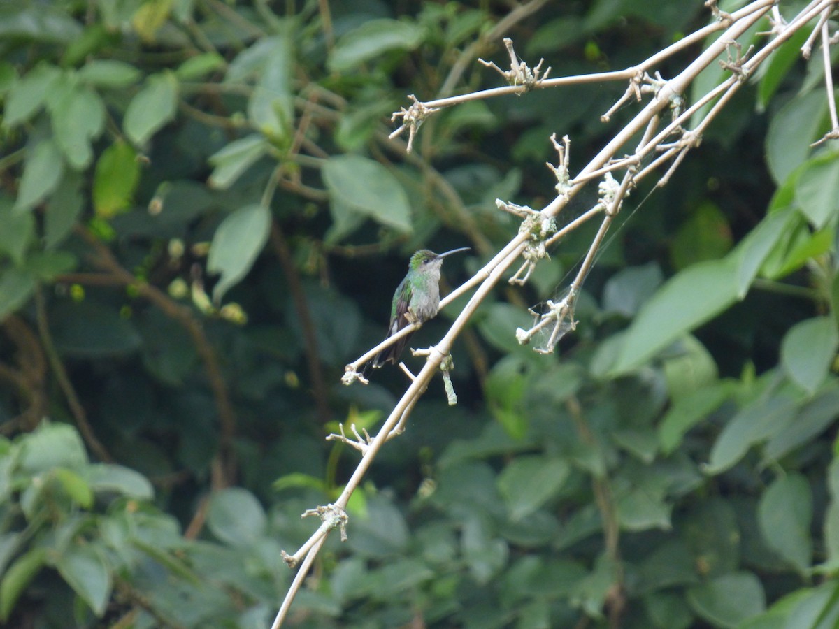 White-vented Plumeleteer - ML644675211