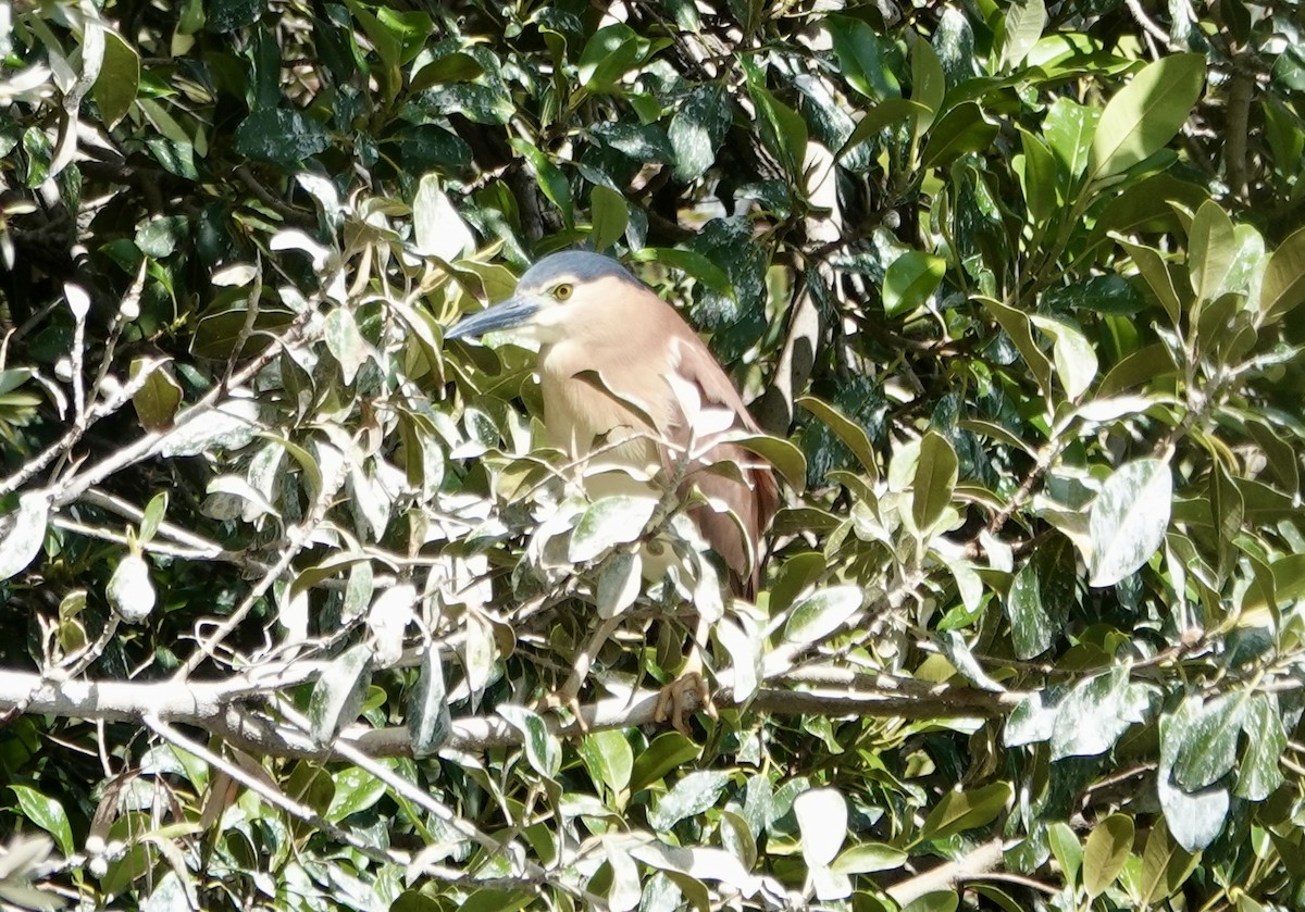 Nankeen Night Heron - ML644675218