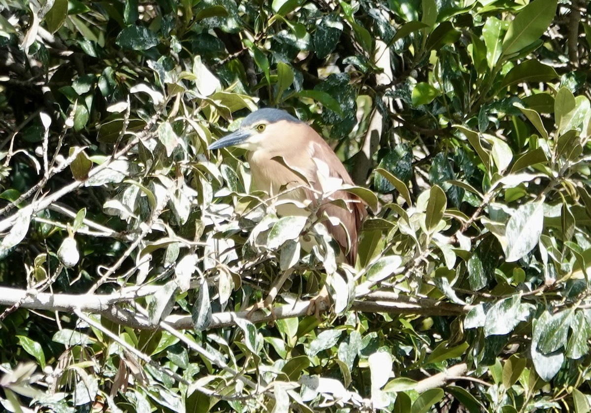 Nankeen Night Heron - ML644675219