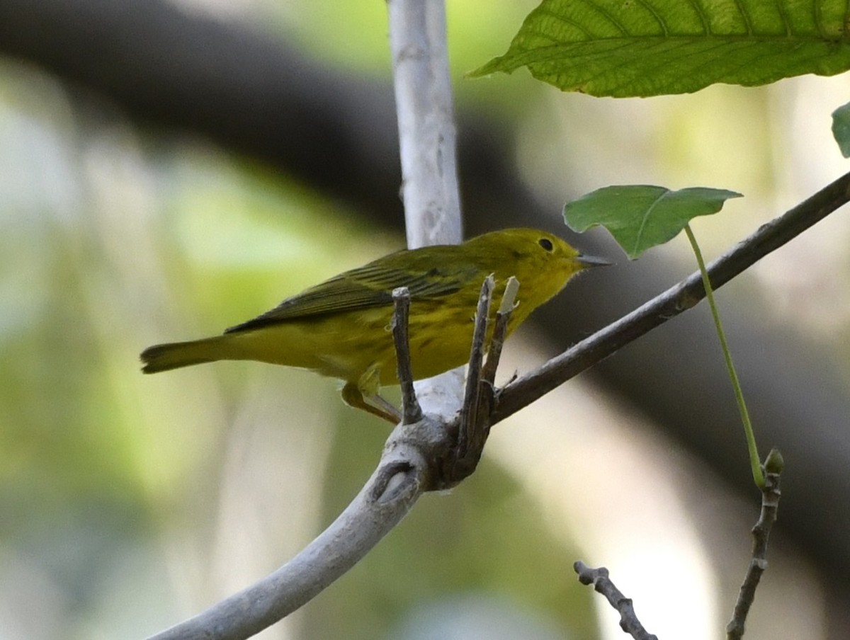 Northern/Mangrove Yellow Warbler - ML644675220