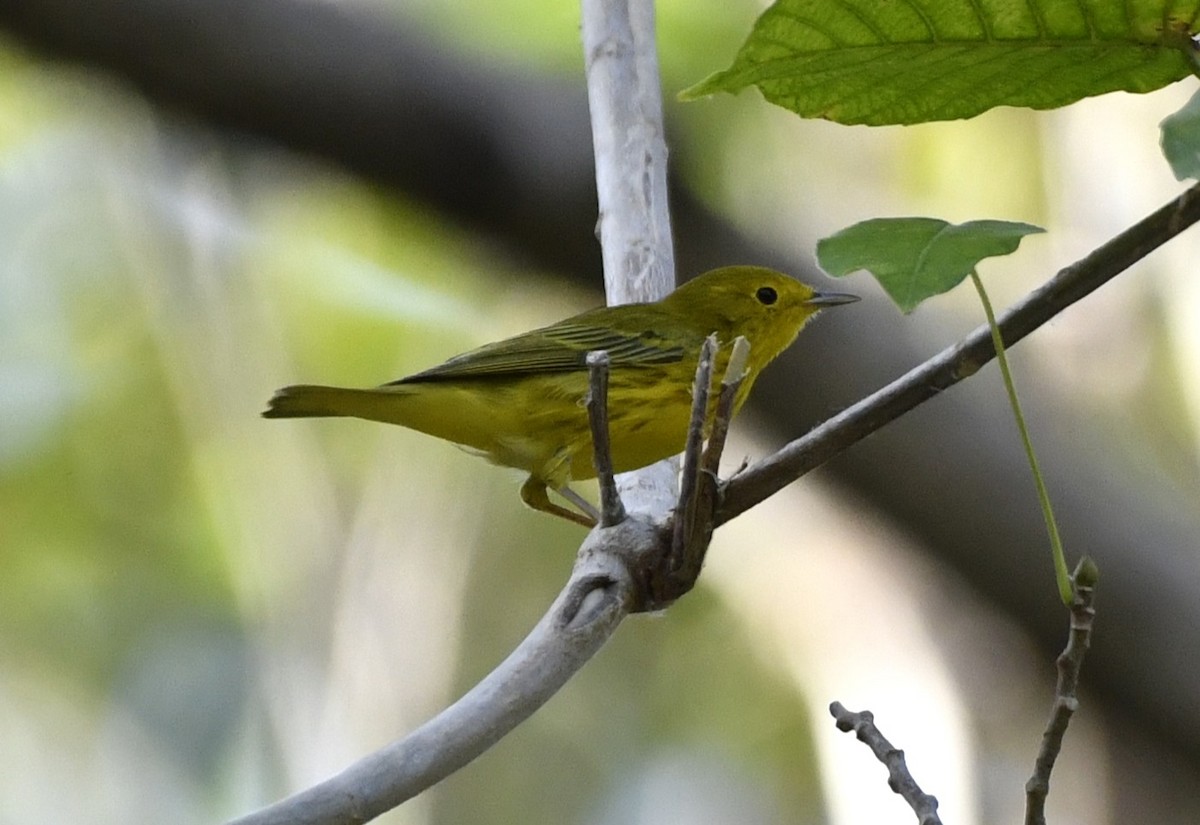 Northern/Mangrove Yellow Warbler - ML644675224