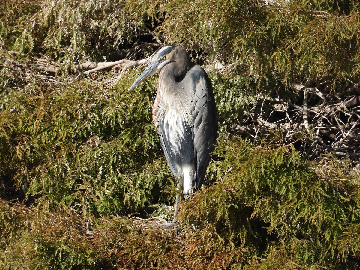 Great Blue Heron - ML644675233