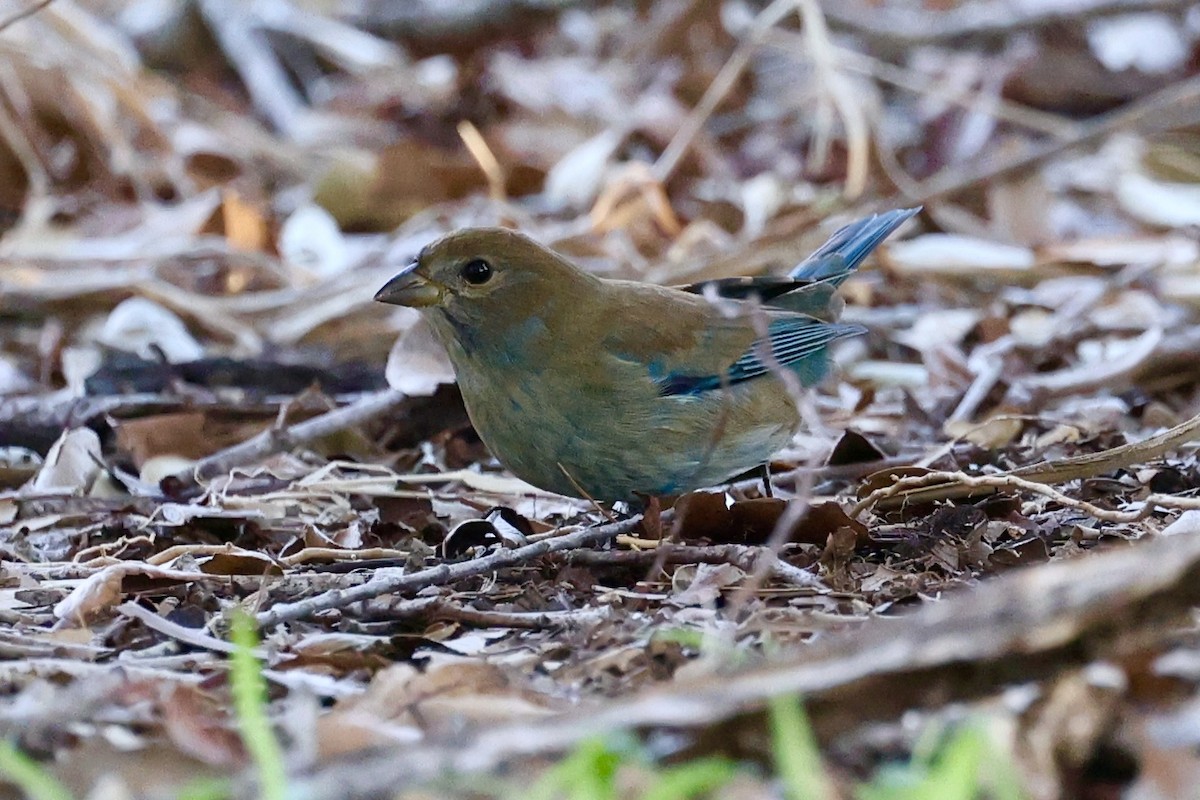 indigospurv - ML644675235