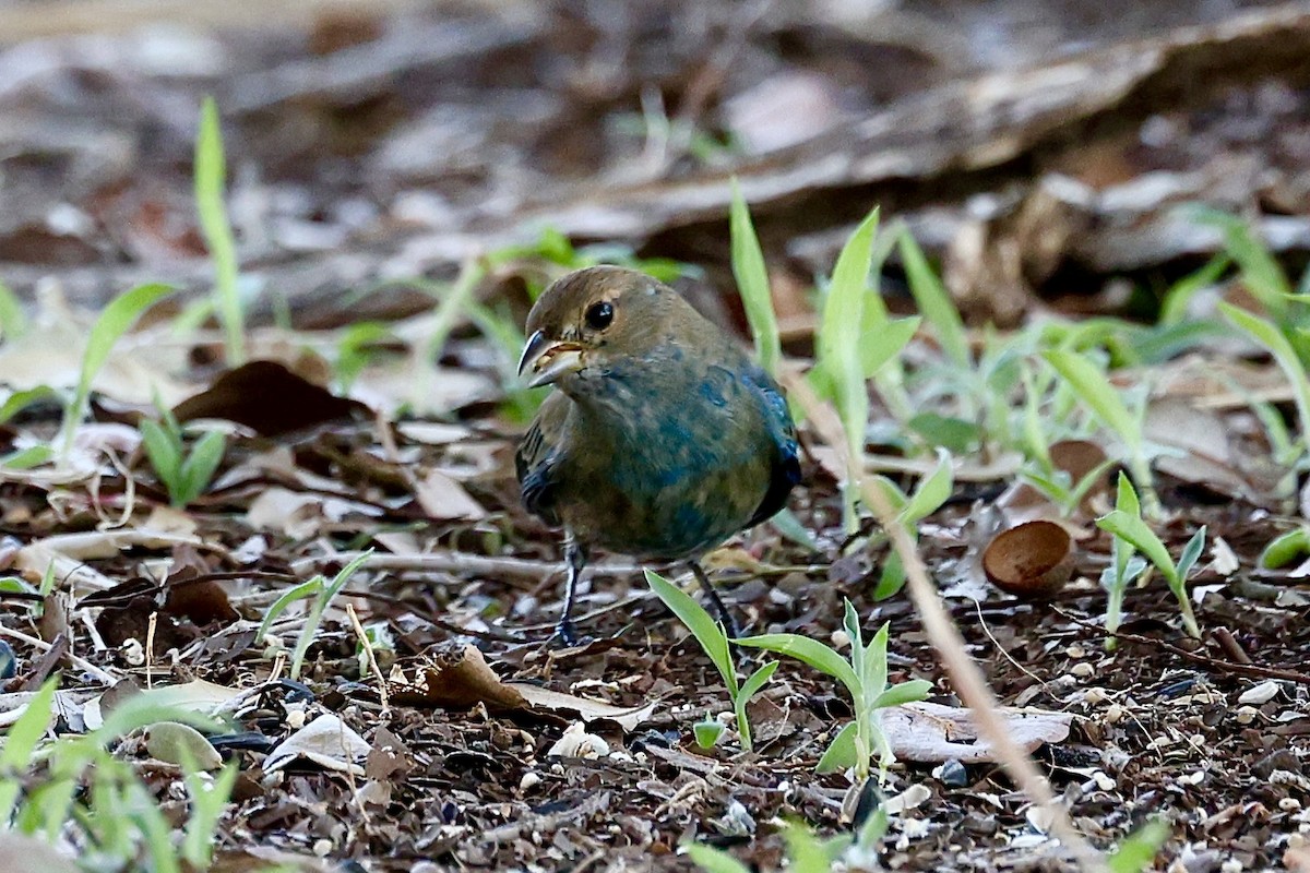 indigospurv - ML644675236