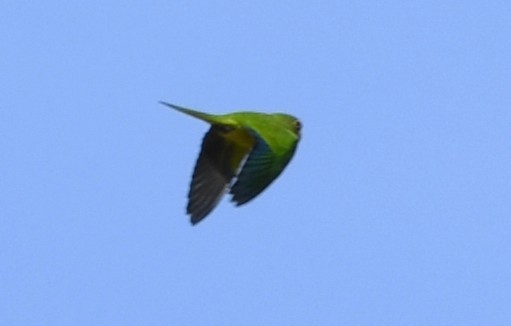 Orange-fronted Parakeet - ML644675240