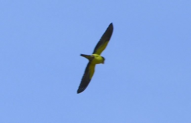 Orange-fronted Parakeet - ML644675241