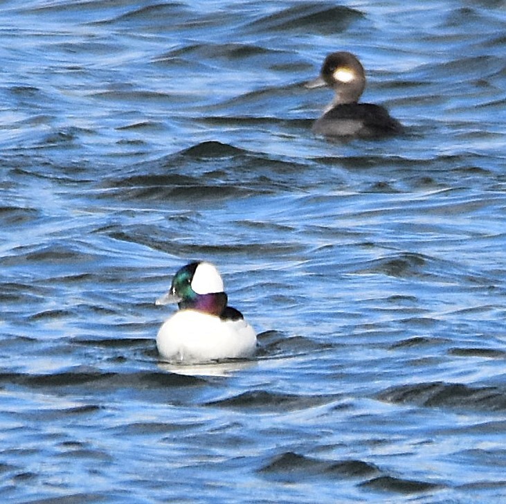 Гоголь-головастик - ML644675248