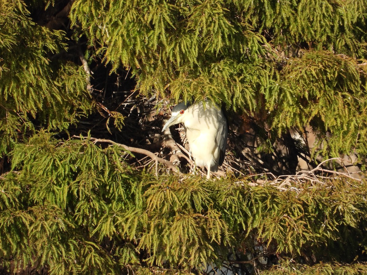 Black-crowned Night Heron - ML644675261