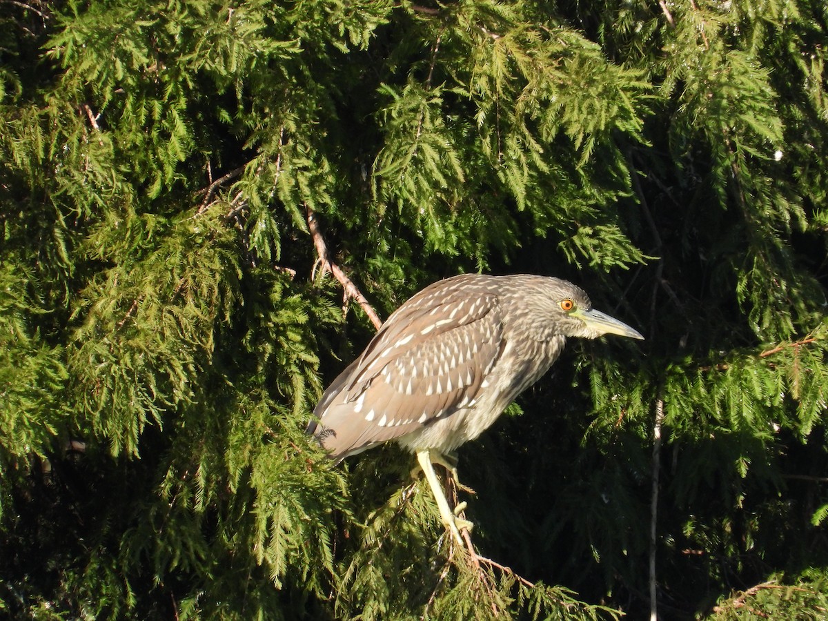 Black-crowned Night Heron - ML644675262