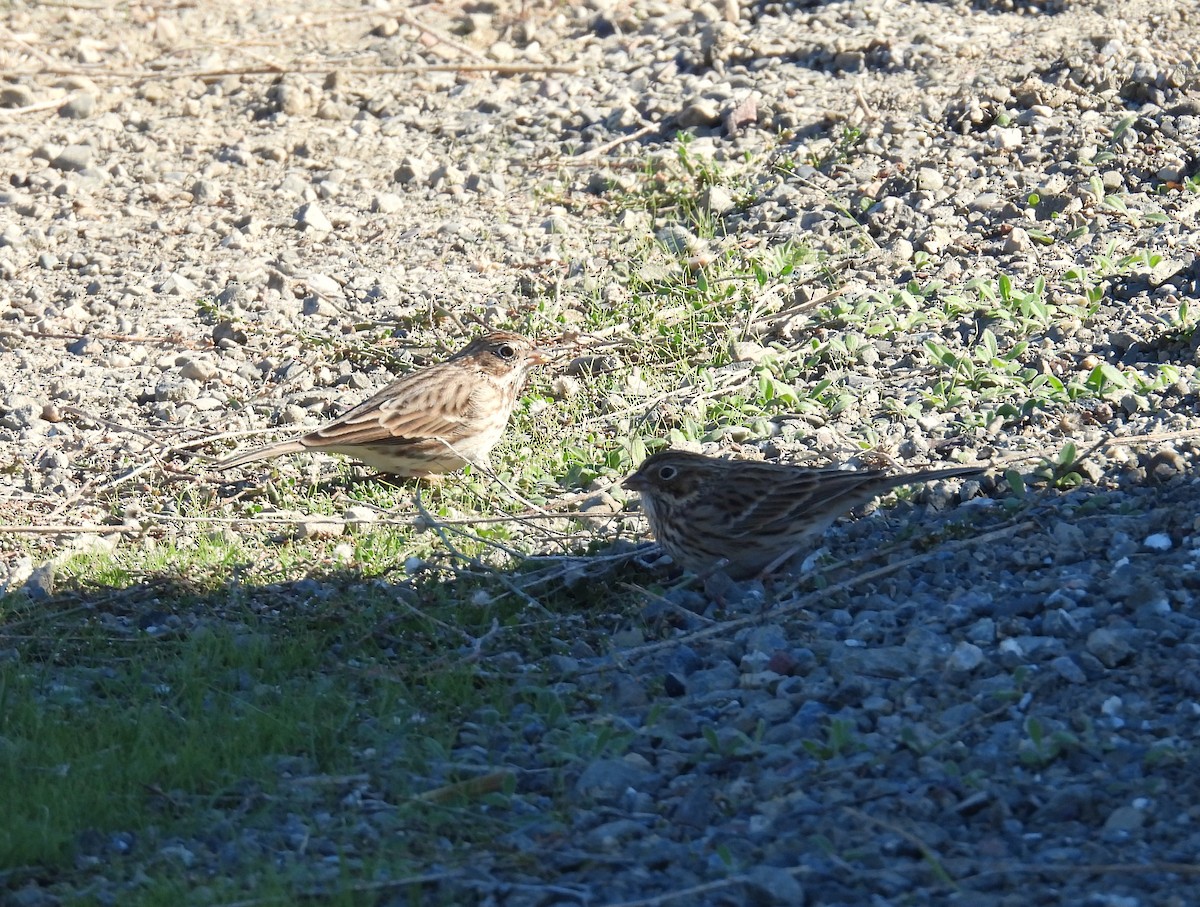 Vesper Sparrow - ML644675265