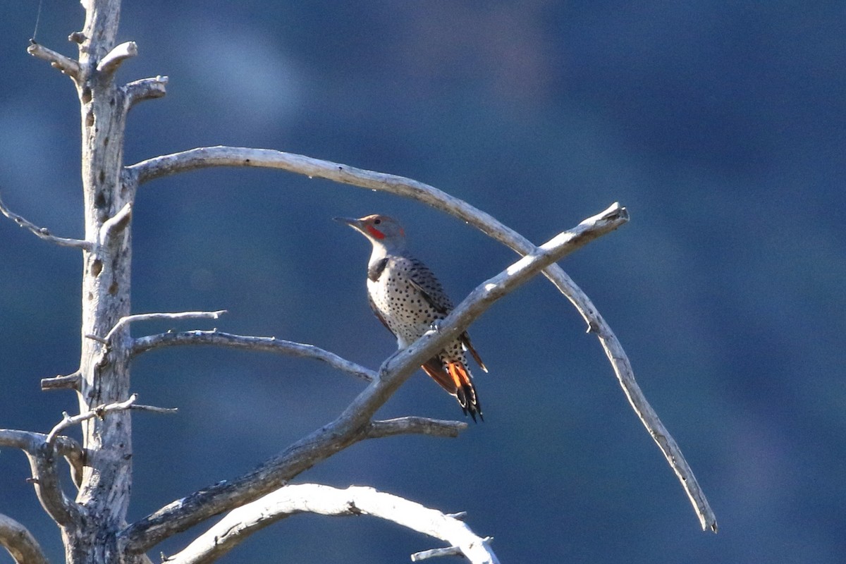 Декол золотистий (підвид luteus x cafer) - ML644675266