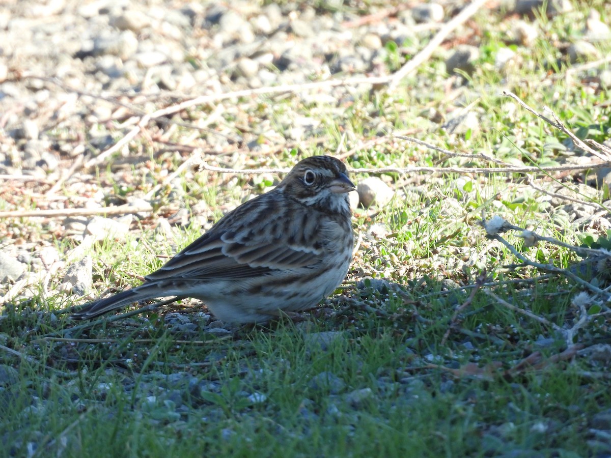 Vesper Sparrow - ML644675271