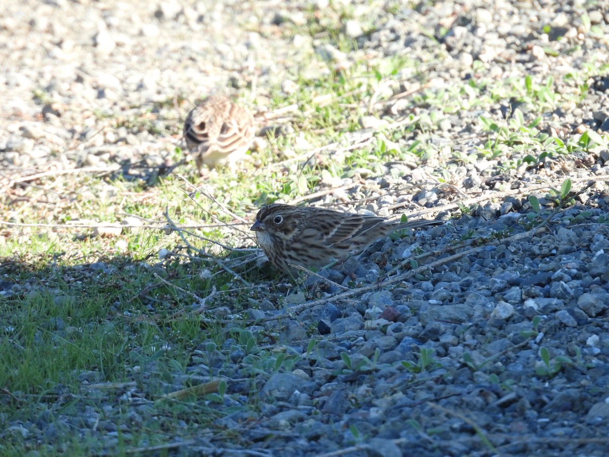Vesper Sparrow - ML644675272