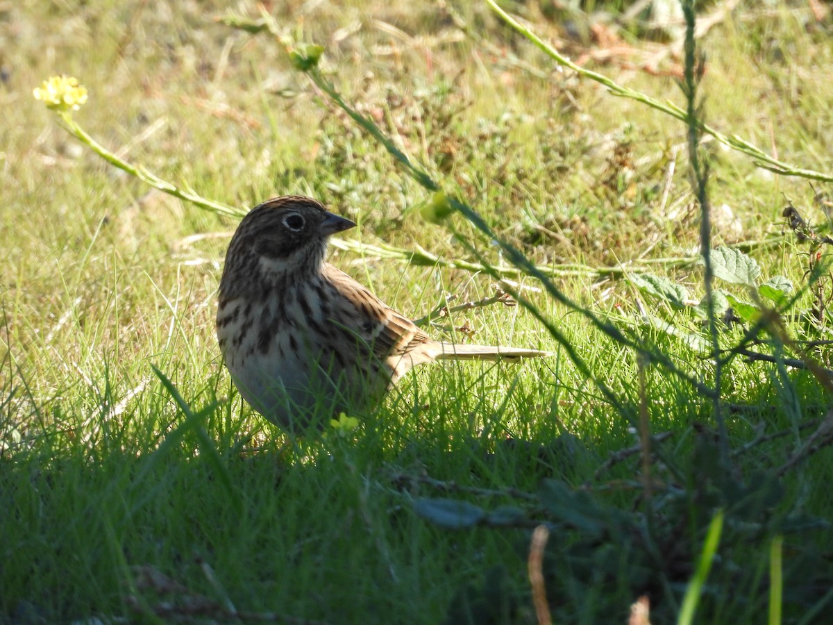 Vesper Sparrow - ML644675273
