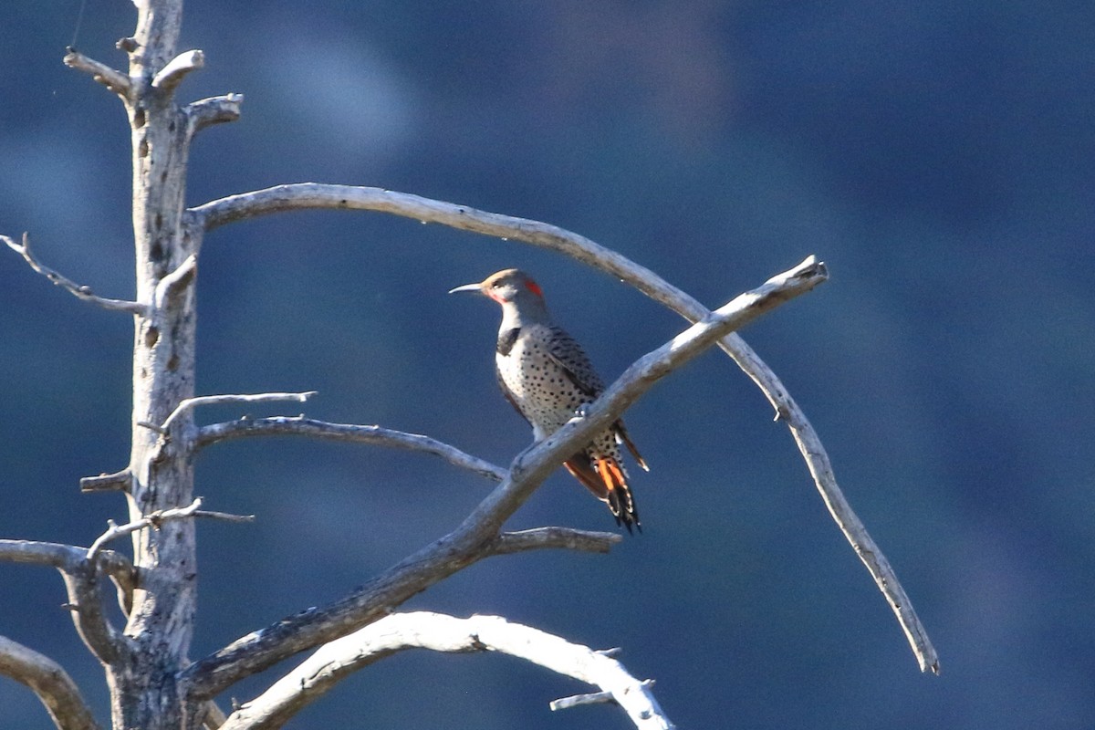 Декол золотистий (підвид luteus x cafer) - ML644675274