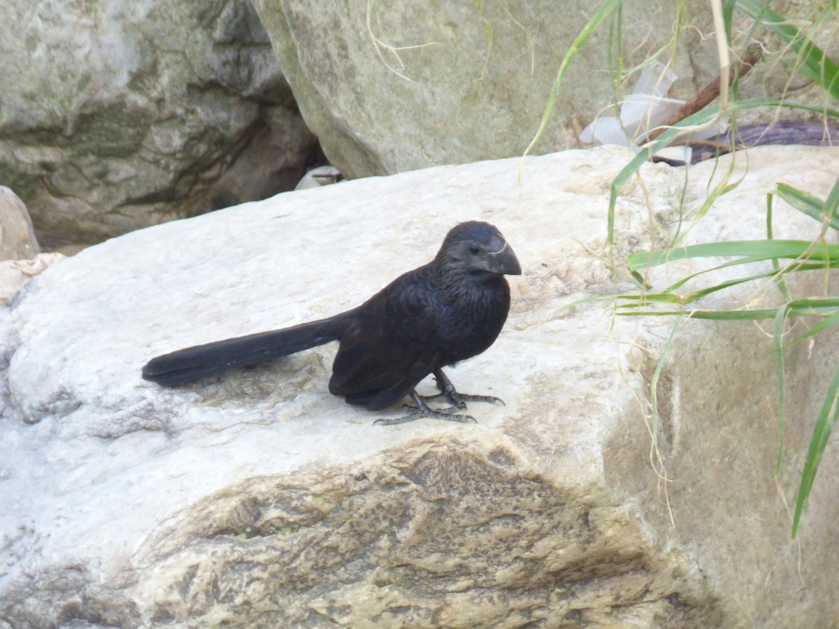 Smooth-billed Ani - ML644675276