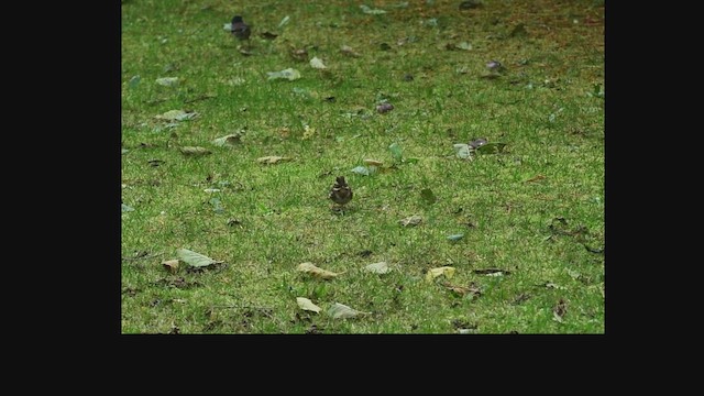 Escribano Rústico - ML644675280