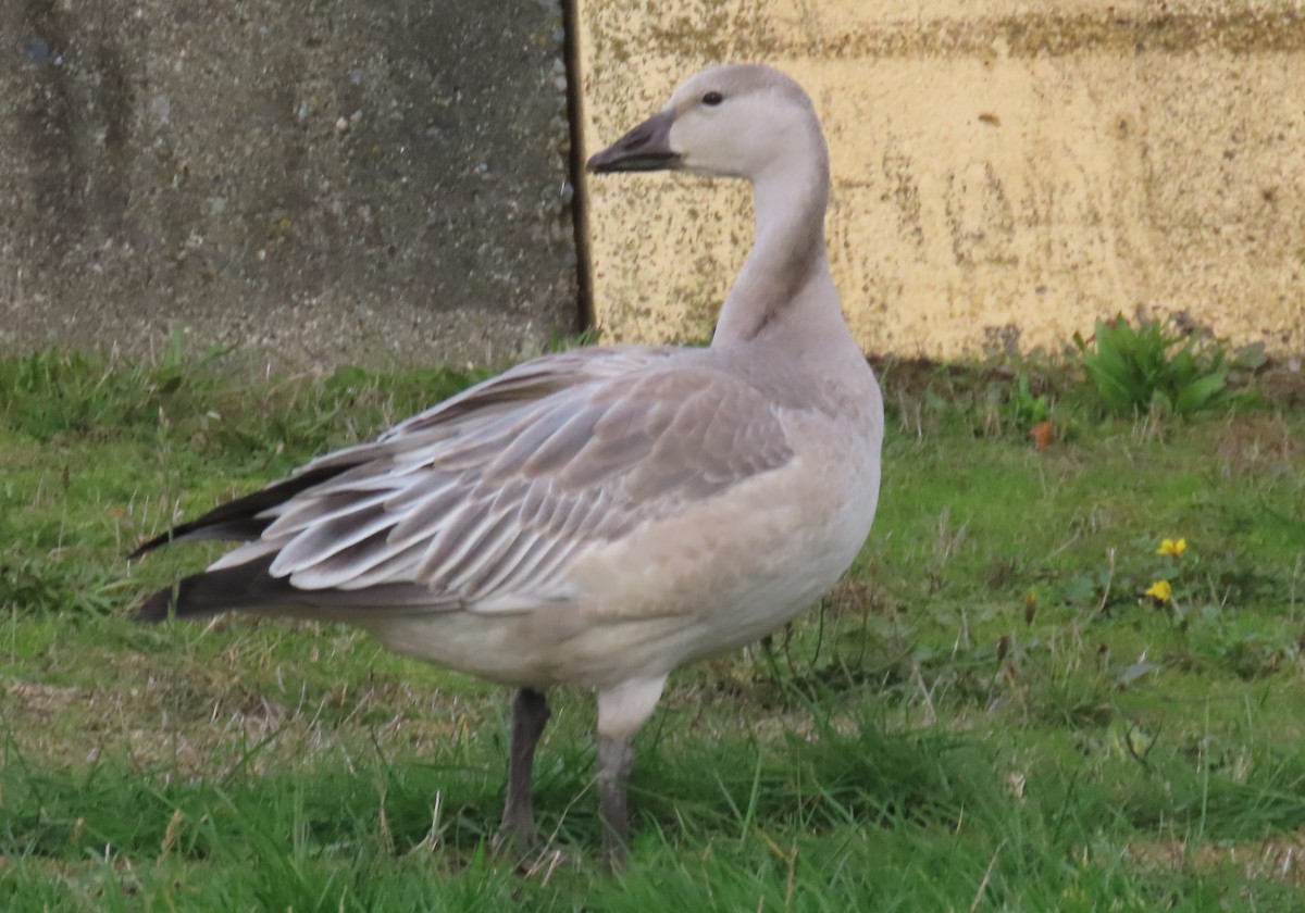 husa sněžní - ML644675288