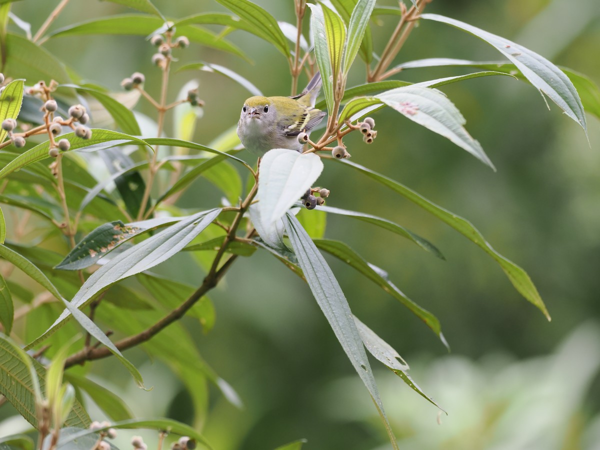 ワキチャアメリカムシクイ - ML644675306