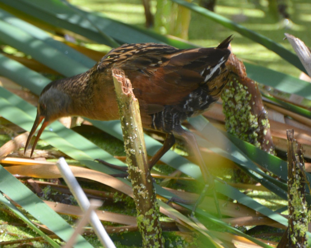 Virginia Rail - ML64467531