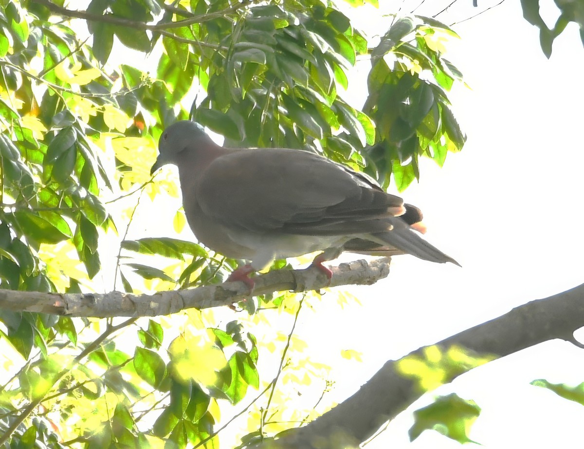 Paloma Colorada - ML644675312