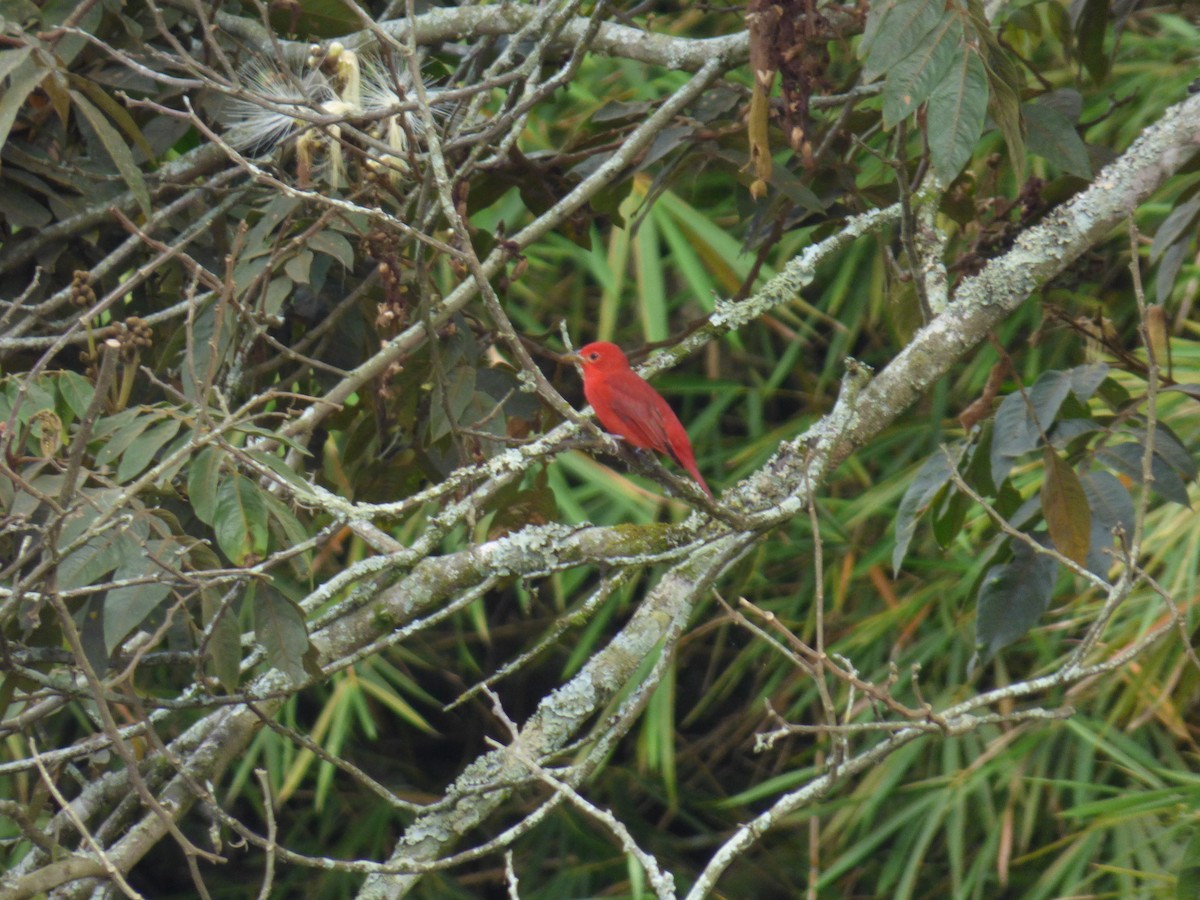 Summer Tanager - ML644675313