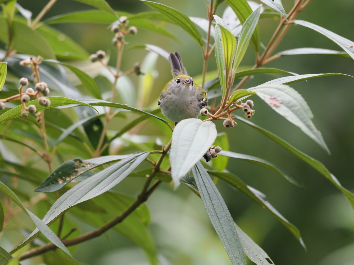 ワキチャアメリカムシクイ - ML644675318