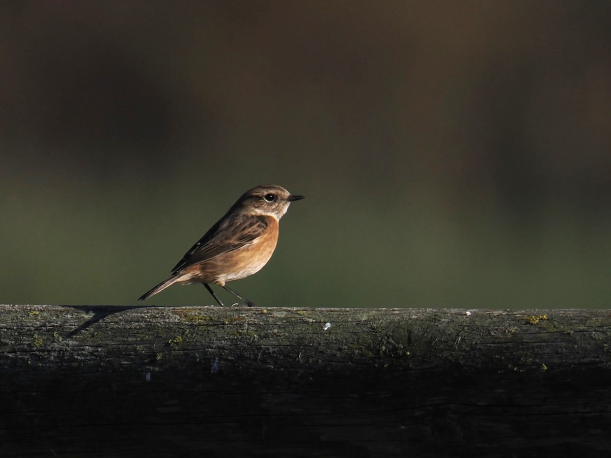 Трав'янка чорноголова - ML644675319