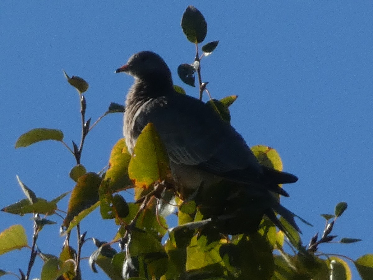 Band-tailed Pigeon - ML644675320